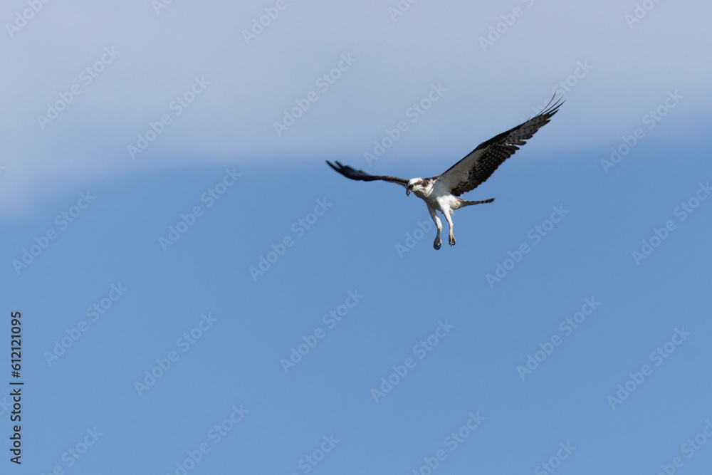 The Osprey eagle flying to hunt. Species Pandion haliaetus. Bird lover. Birdwatching. Animal world. Birding. The Osprey eagle flying to hunt. Species Pandion haliaetus. Bird lover. Birdwatching. Animal world. Birding.
