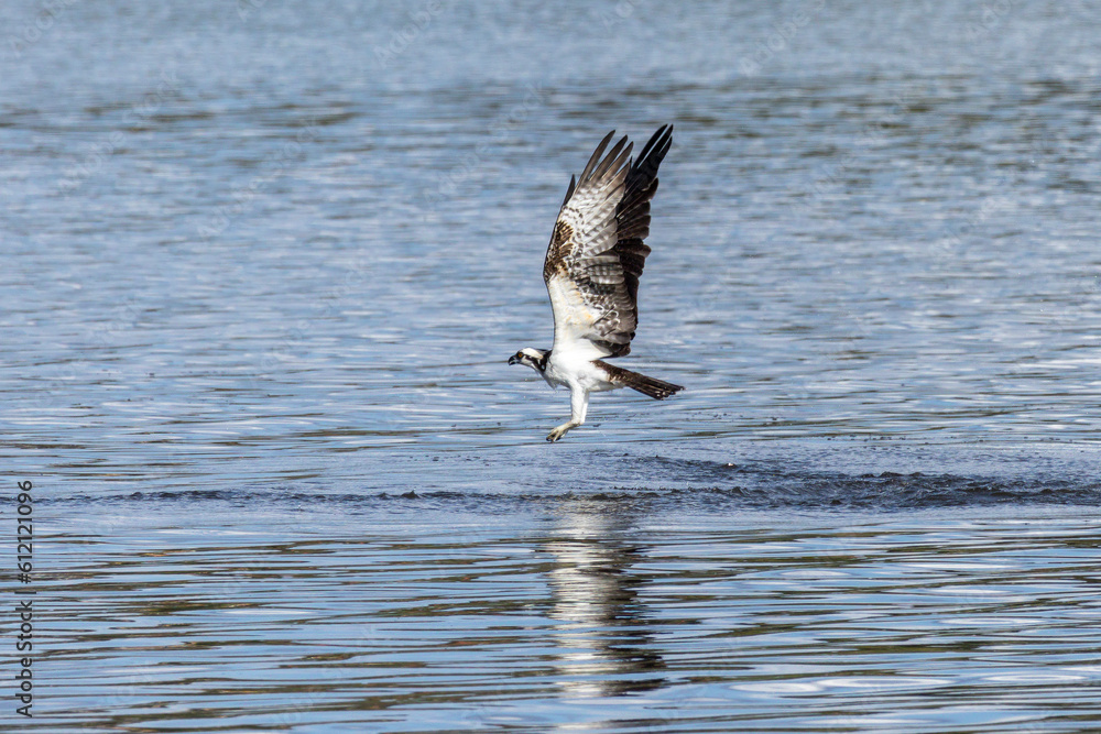 The Osprey eagle fishing on a Lake. Species Pandion haliaetus. bird lover. Birdwatching. Animal world. Birding.