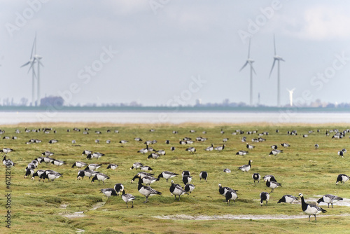 Canvastavla Punt van Reide, nature reserve in the north of The Netherlands, with a lot of birds