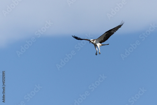 The Osprey eagle flying to hunt. Species Pandion haliaetus. Bird lover. Birdwatching. Animal world. Birding.