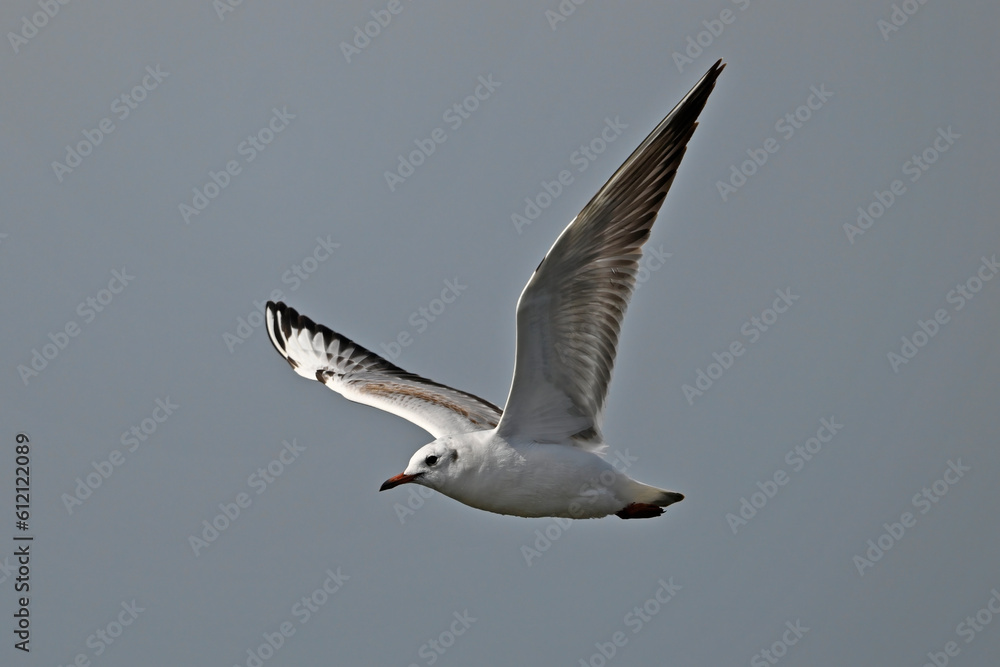 Black-headed gull // Lachmöwe (Chroicocephalus ridibundus) Black-headed gull // Lachmöwe (Chroicocephalus ridibundus)
