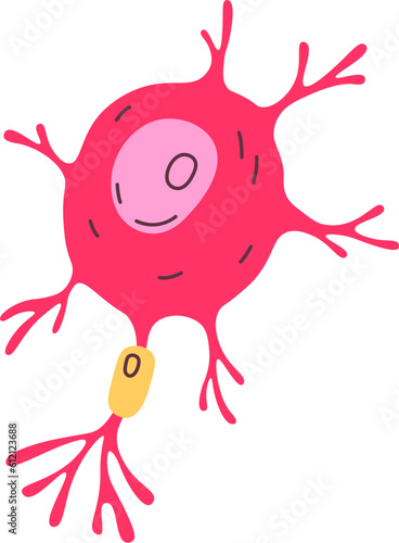 Nerv Human Cell