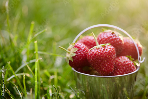 ripe strawberries in a metal bucket on green grass on a sunny day,