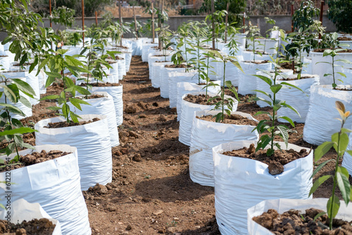 Avocado seedlings in white bags for planting in garden, growing avocado seeds on farm plantation avocado, lot of young fresh avocado sprout with leaves, small trees.