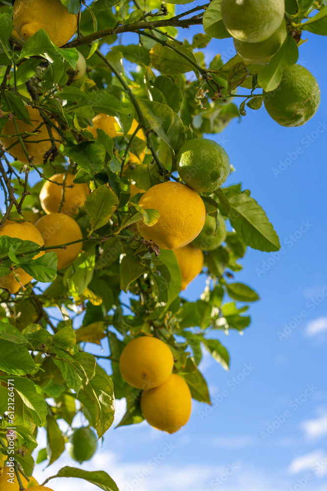 Lemon tree in the sun in the city of Obidos in Portugal