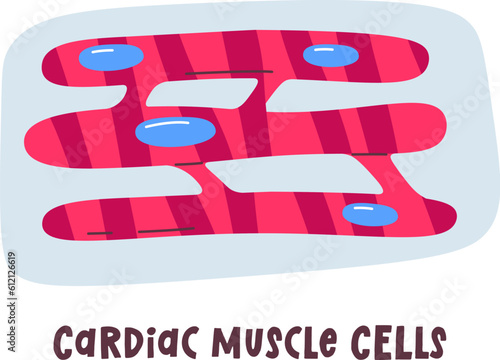 Cardiac Muscle Cells