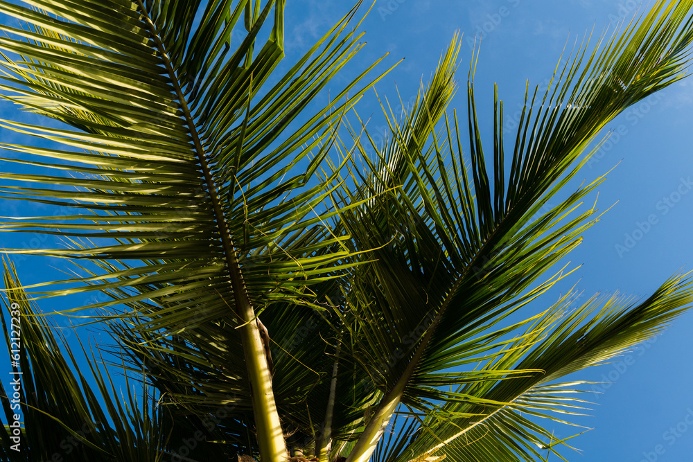 Coconut tree full of coconuts on a sunny day. Blue sky. Beach in Brazil. Coconut tree full of coconuts on a sunny day. Blue sky. Beach in Brazil.