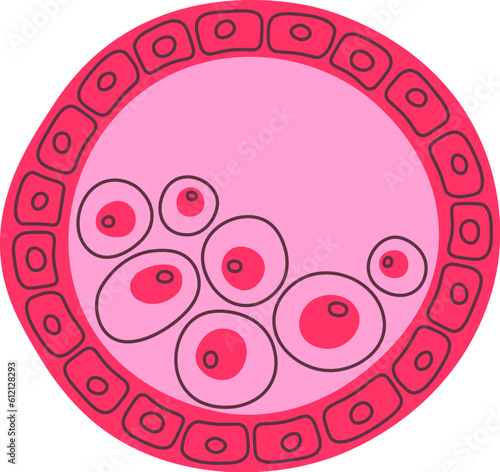 Blastocyst Human Cell
