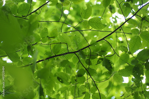 Zielone liści i gałąź © vofchok