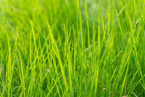 Green grass background texture. Green grass in meadow, field or lawn in spring on sunset. Natural plant , flora background, wallpaper, element of design. Ecology, environment concept.