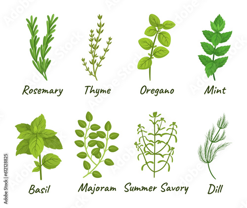 Set Of Culinary Herbs Consisting Of Various Aromatic Plants Used For Cooking  Such As Basil  Thyme  Rosemary And Oregano