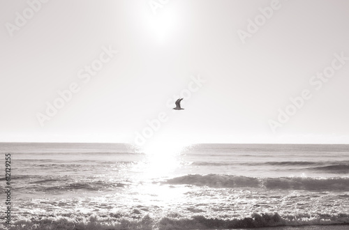 seagull over the ocean in black&white