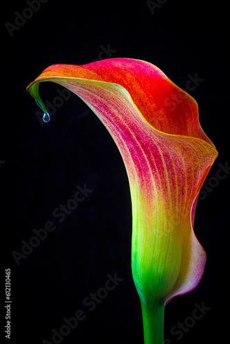Dripping Calla Lily