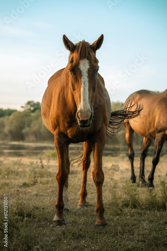 Beautiful brown horse on a meadow