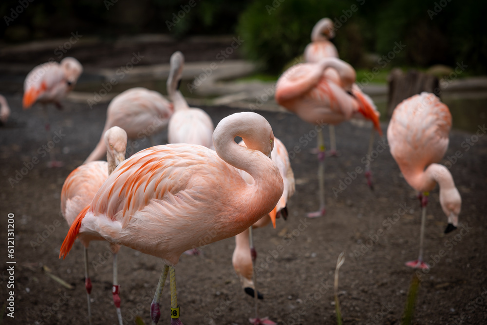 flamingos in the zoo flamingos in the zoo