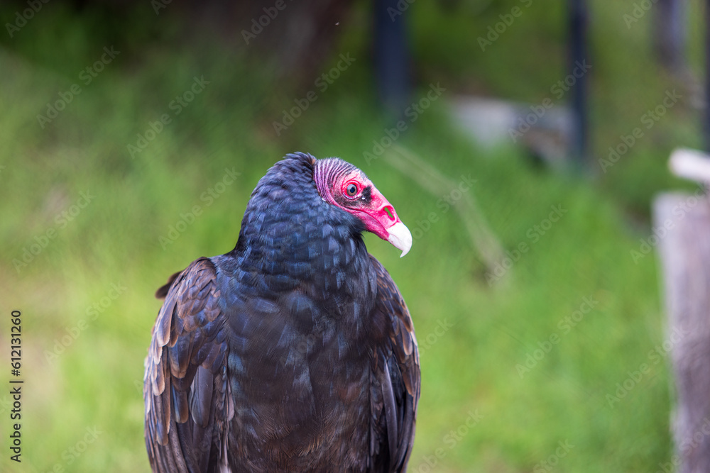 Turkey Vulture Turkey Vulture