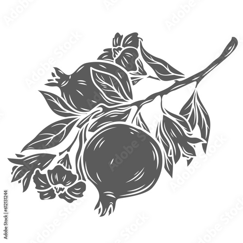 Pomegranate branch glyph icon vector illustration. Stamp of tropical tree twig with whole ripe fruit, flowers and leaves, organic harvest of agriculture farm garden, natural pomegranate plant photo