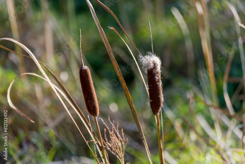 Cattails In The Marsh In Seed Fluff In October