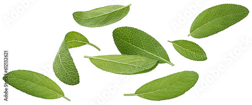 Photos Falling sage leaves isolated on white background, full depth of field