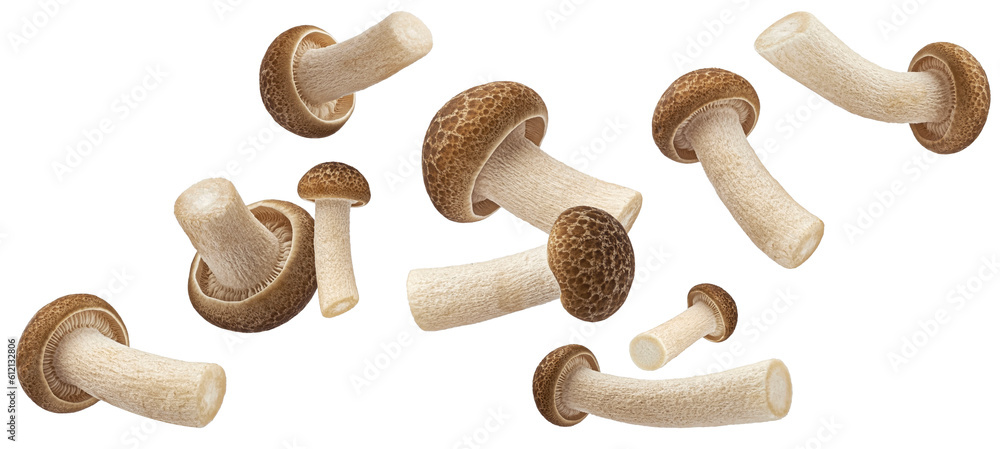 Falling Shimeji mushroom collection, brown beech mushrooms isolated on white background - obrazy, fototapety, plakaty 