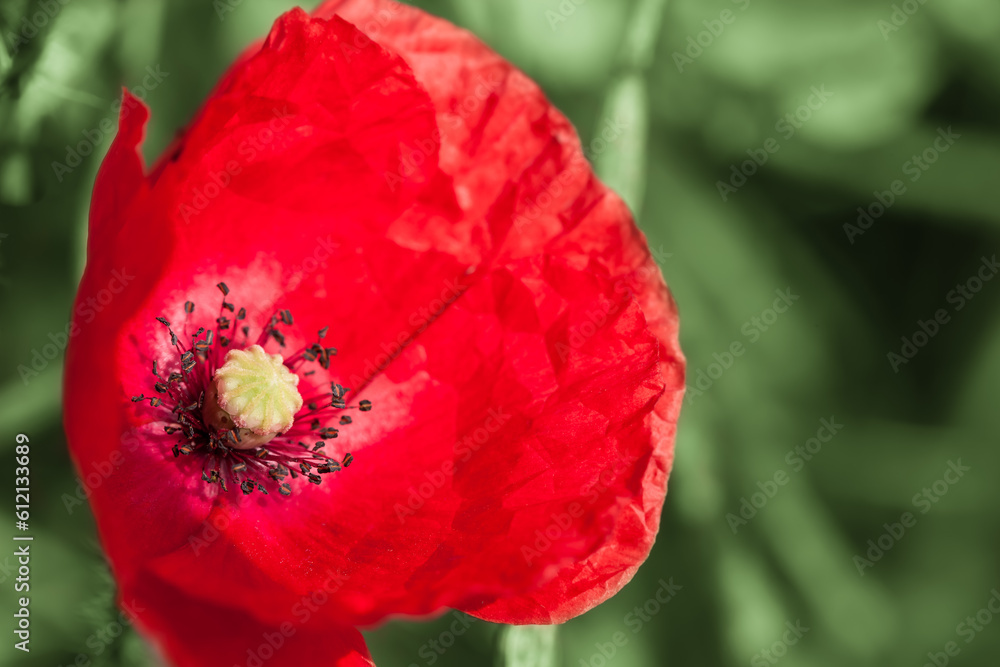 Beautiful Meadow Flower Close Up / Portrait of red poppy blossom at green plants background (copy space) Beautiful Meadow Flower Close Up / Portrait of red poppy blossom at green plants background (copy space)