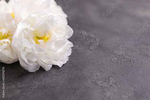 White blooming peony, floral background © Olga