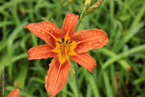 Raindrops on an Orange Daylily