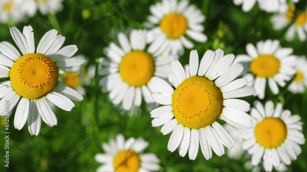 Fototapeta premium Camomile daisy flowers - generative ai