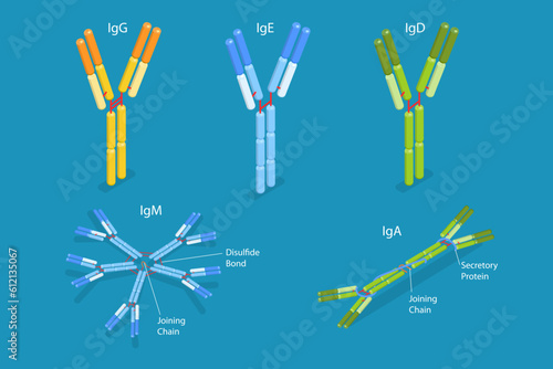 3D Isometric Flat Vector Conceptual Illustration of Different Types Of Immunoglobulins, Antibodies Structure