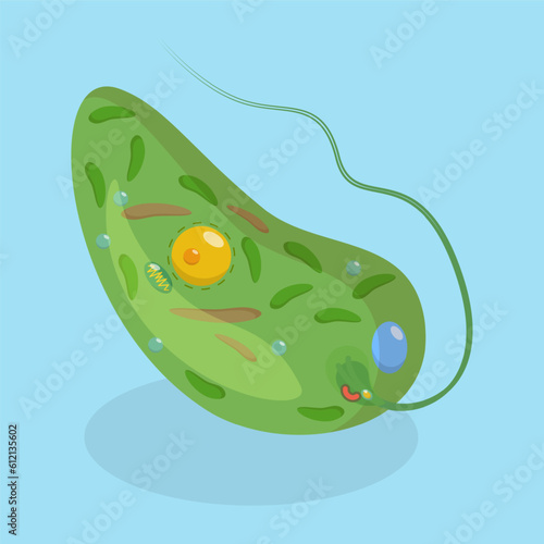 3D Isometric Flat Vector Conceptual Illustration of Anatomy Of A Euglena, Biological Educational Schema photo