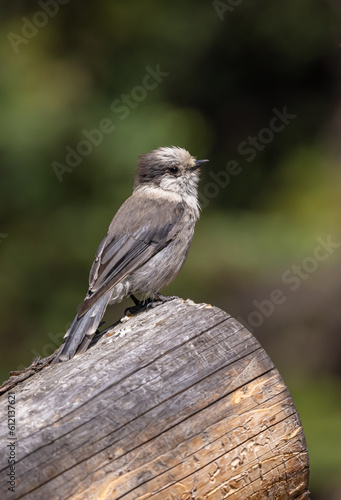 Canada Jay perched on a tree stump
