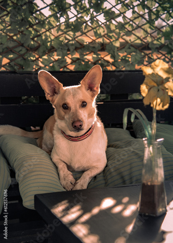 Winston the dog, a corgi mix, looks directly at the camera while lying on cushions on outdoor furniture.