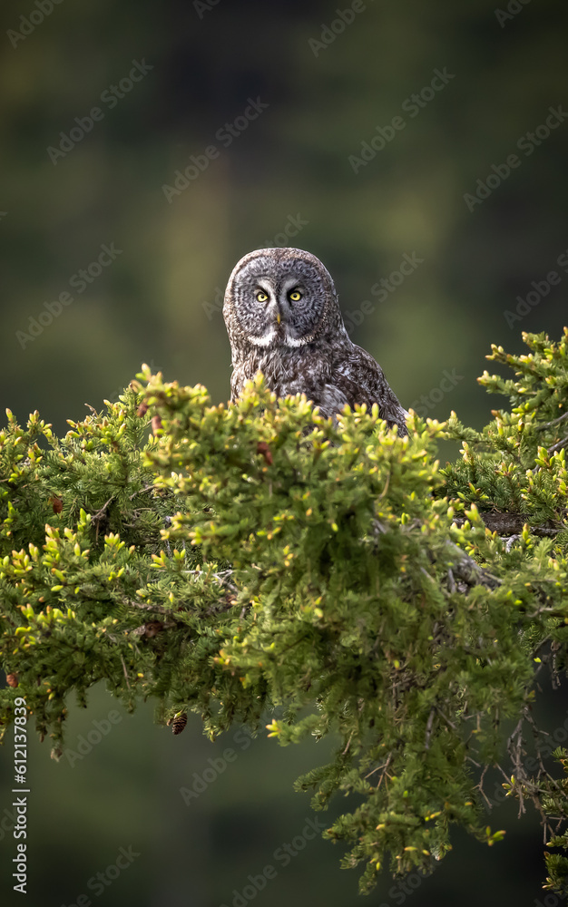 Fototapeta premium great grey owl in tree