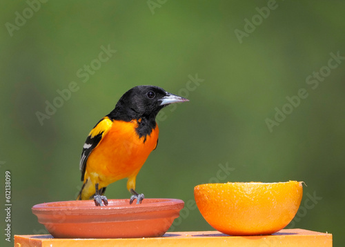 Male Northern Baltimore Oriole  (Icterus galbula) perched on a small branch and eating grape jelly from a feeder station.