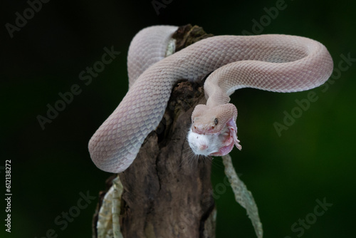 Pink mangrove pit viper Trimeresurus purpureomaculatus eats a white mouse after shedding skin with natural bokeh background