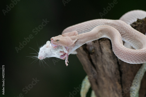 Pink mangrove pit viper Trimeresurus purpureomaculatus eats a white mouse after shedding skin with natural bokeh background