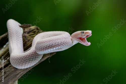 Angry Pink mangrove pit viper Trimeresurus purpureomaculatus open its mouth after shedding skin with natural bokeh background photo