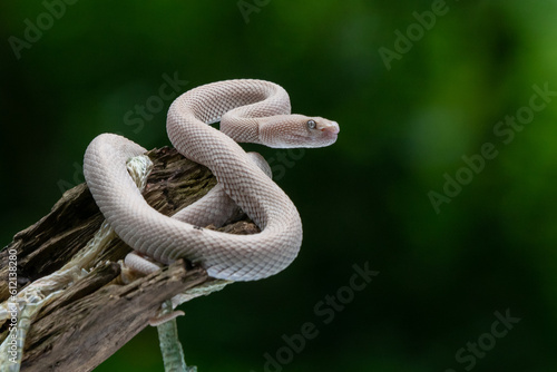 Pink mangrove pit viper Trimeresurus purpureomaculatus after shedding skin with natural bokeh background