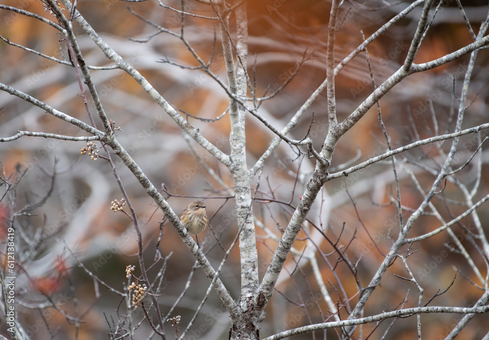 Yellow Rumped Warbler Yellow Rumped Warbler