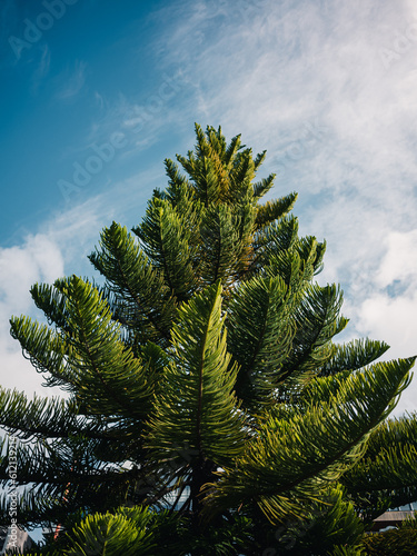 Tree and sky