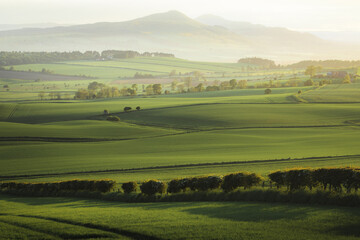 Acrylglasbilder Pistache Scenic rolling landscape view across green pastoral farmland to Lomond Hills Regional Park and West Lomond Hill from outside of Kennoway, Fife, Scotland, UK.  © Stephen