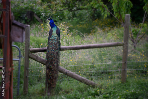 peacock on a fence in a field of wild flowers