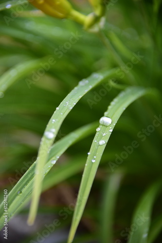 long grasses with rain droplets