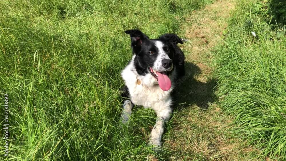 Border collie dog panting in hot weather in summer, England, United Kingdom Border collie dog panting in hot weather in summer, England, United Kingdom