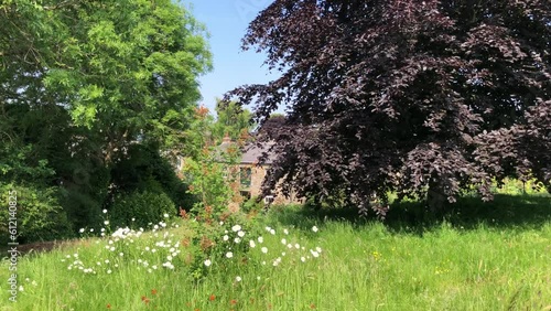 Trees in a garden with an uncut natural lawn on a sunny day in June, North Yorkshire, England, United Kingdom