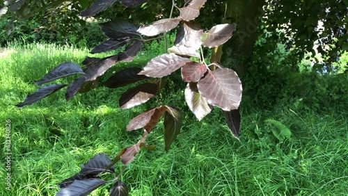 Copper beech and leaves blowing gently in the wind in summer, United Kingdom