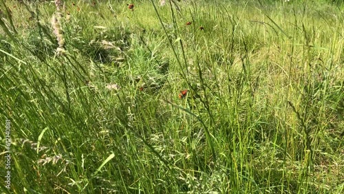 Long grass in the wind
