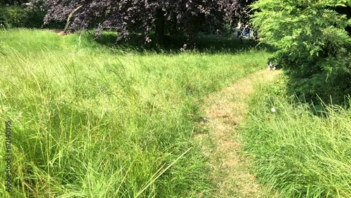 Border Collie Sheepdog running along a grass path in summer, in the countryside in slow motion, United Kingdom,