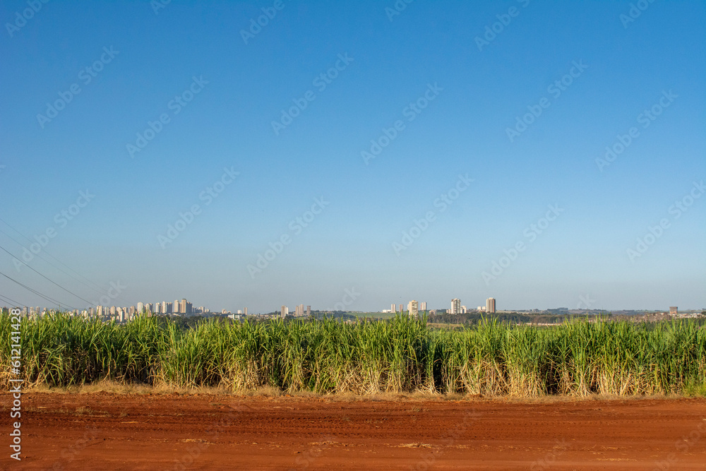 Obraz premium Sugarcane plantation on sunny day