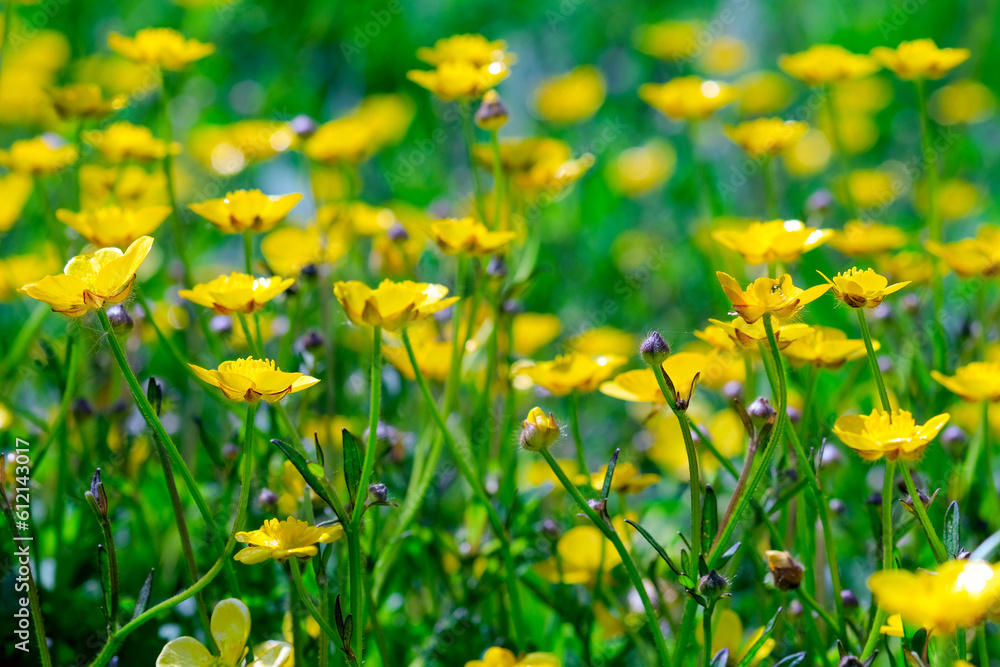 Yellow buttercup flowers meadow. Wildflower meadow with ranunculus polyanthemos